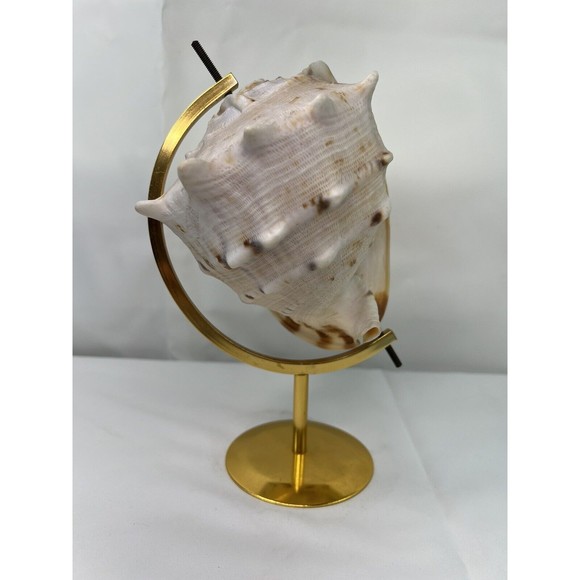 VTG MCM‎ Large Queen's Helmet Conch Sea Shell On Metal Stand Globe Shaped Decor - Picture 2 of 10